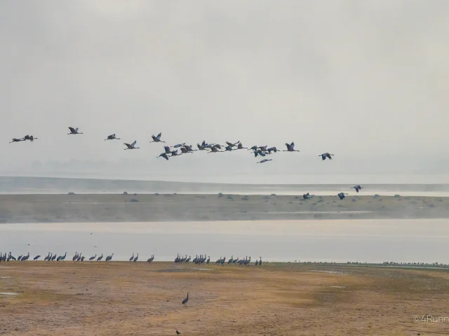 Grues Cendrees Automne Lac Du Der