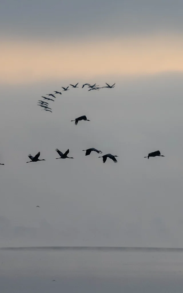 Grullas grises por la mañana en Lac Du Der