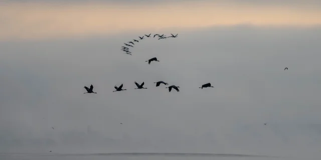 Grues Cendrées matinée au Lac Du Der