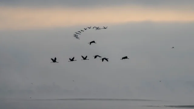 Grues Cendrées matinée au Lac Du Der