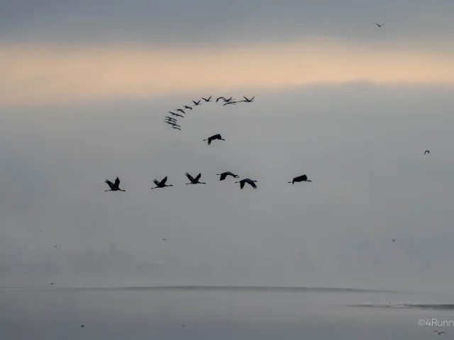 Grijze kraanvogels 's ochtends bij Lac Du Der