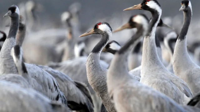 Grullas grises en Lac du Der