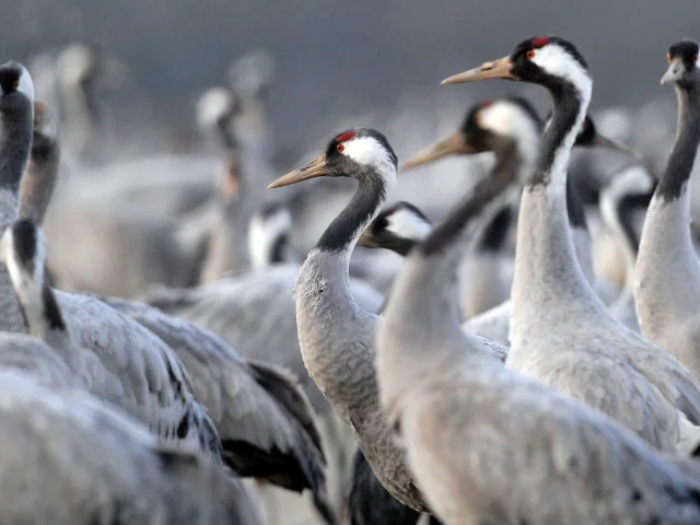 Grues Cendrées au Lac du Der