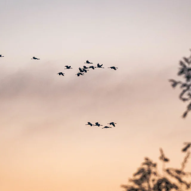 Grues Cendrées dans le ciel Lac du Der