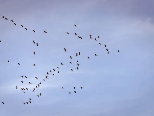 Vol de Grues cendrées au Lac du Der