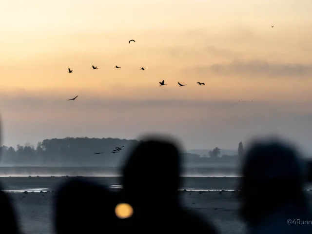 Observation Grues Cendrees Lac Du Der