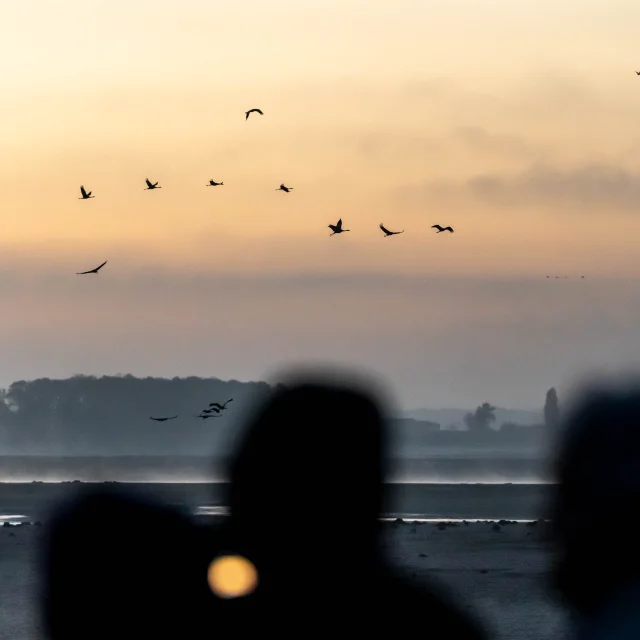 Observation Grues Cendrees Lac Du Der