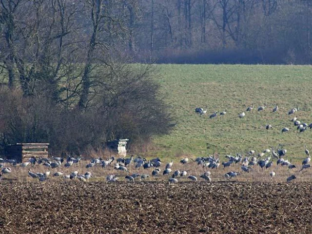 Ferme aux Grues - view of the cribs