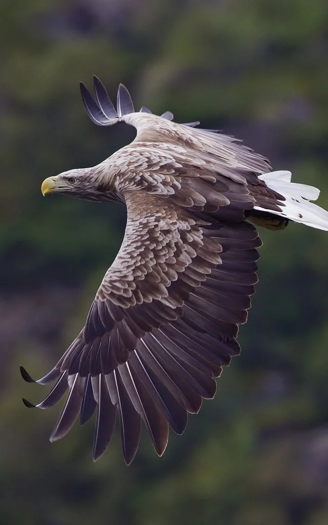 Der Seeadler