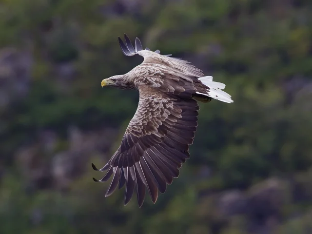 Der Seeadler