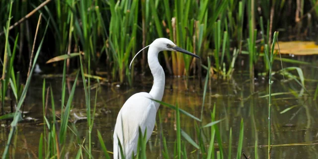 Aigrette Garzette