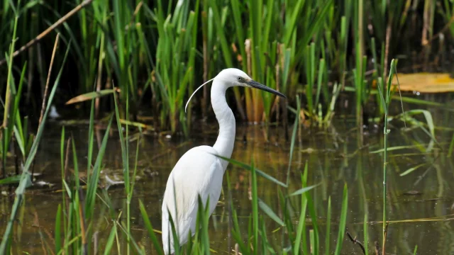 Aigrette Garzette