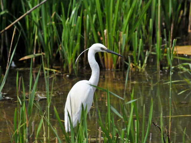 Kleine zilverreiger