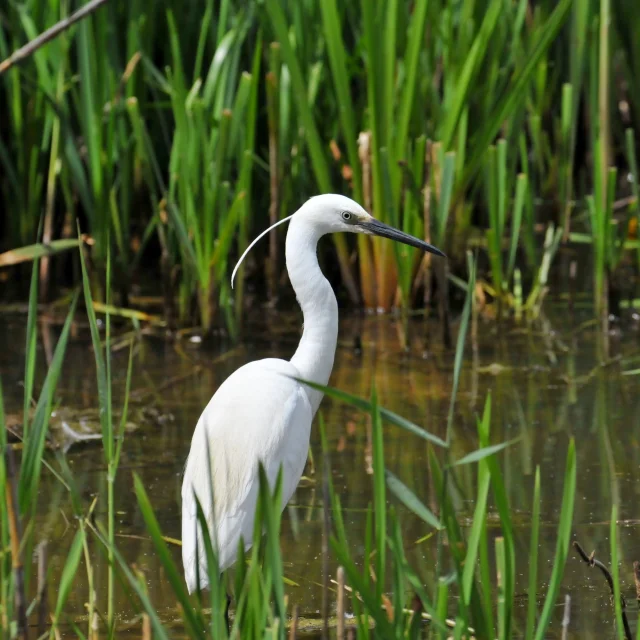 Aigrette Garzette