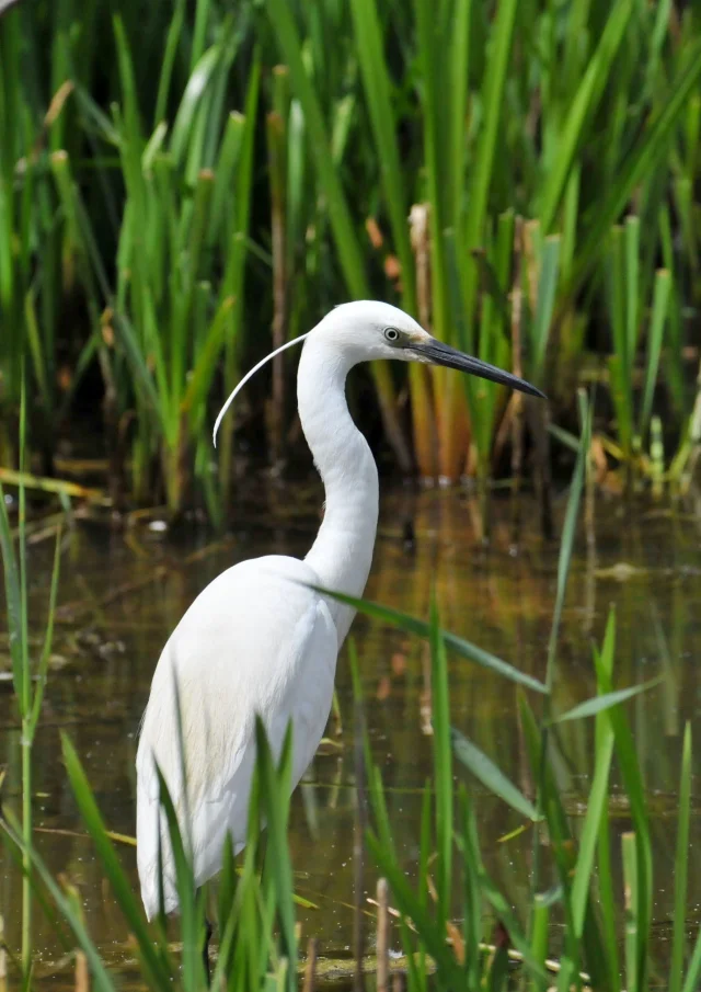 Aigrette Garzette