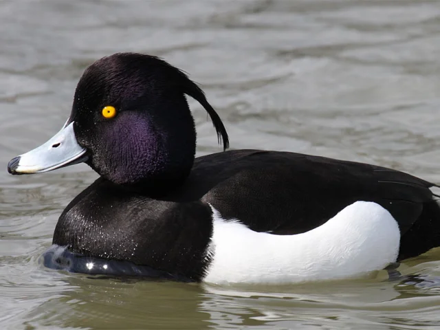 Ferruginous Duck Sportet