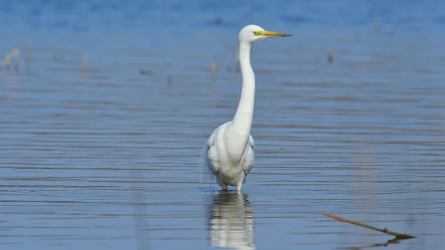 Grande Aigrette