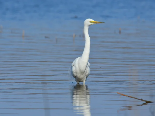 Grote zilverreiger