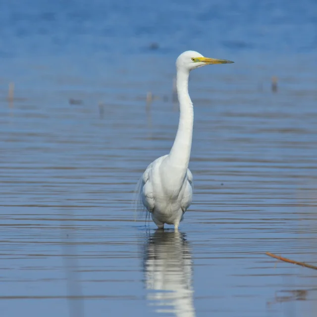 Grande Aigrette