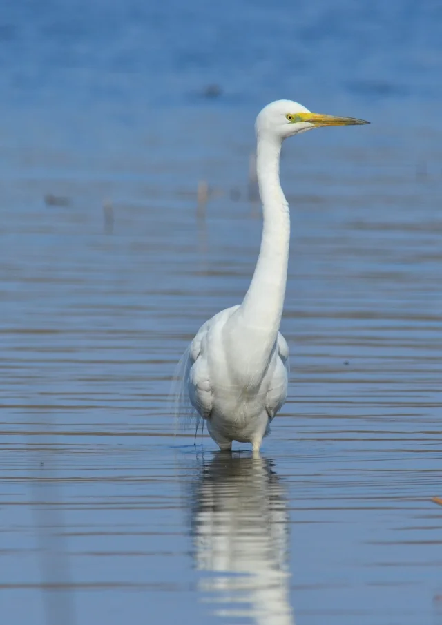 Grande Aigrette