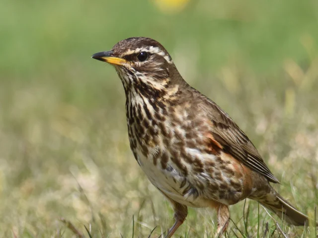 Mauvis Thrush