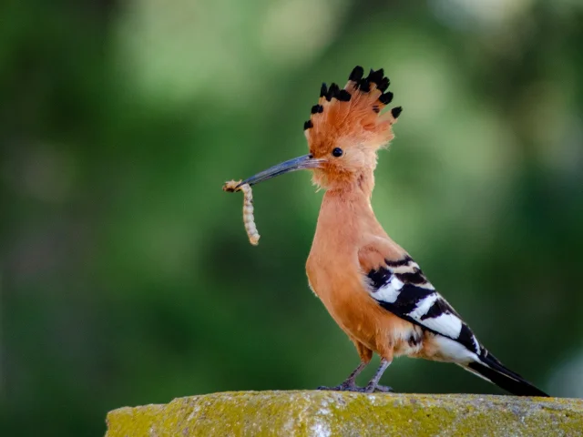 Fascist Hoopoe Pixabay