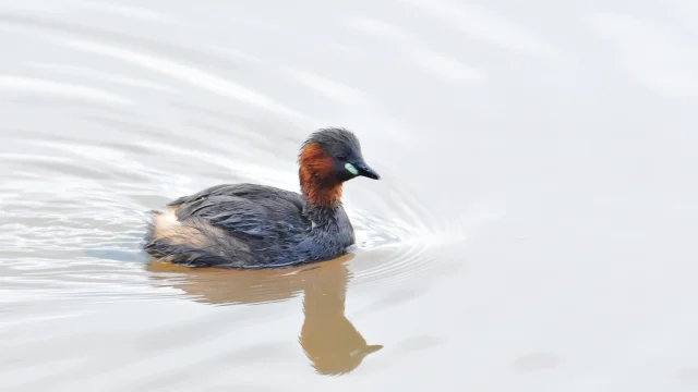 Le Grebe Castagneux