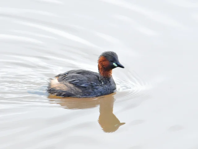 Le Grebe Castagneux