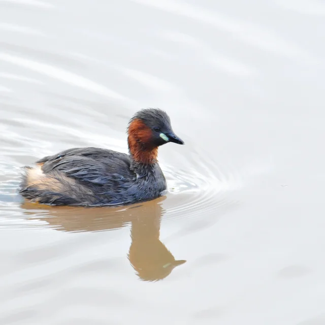 Le Grebe Castagneux