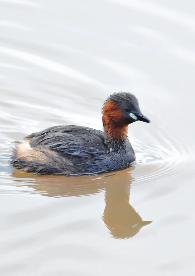 Le Grebe Castagneux