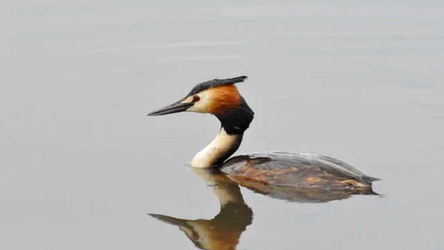 Le Grebe Huppe 2