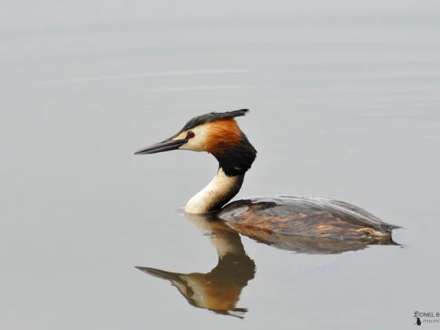 Le Grebe Huppe 2