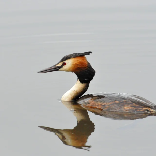 Le Grebe Huppe 2