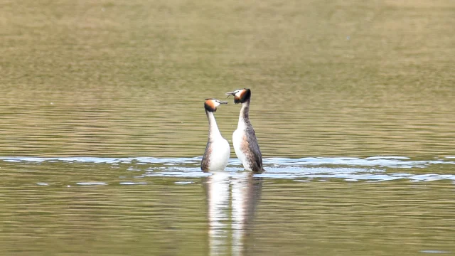 Le Grebe Huppe2