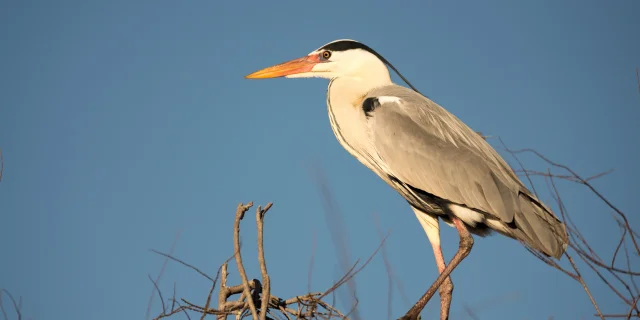 Le Heron Cendre