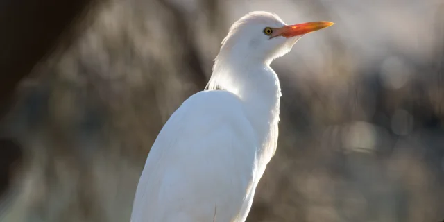 Le Heron Garde Boeuf