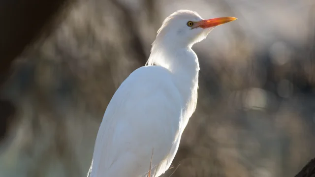 Le Heron Garde Boeuf