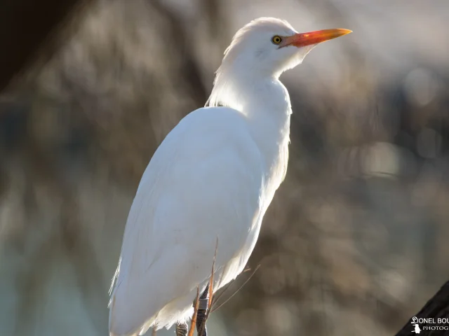 Reiger Garde Boeuf