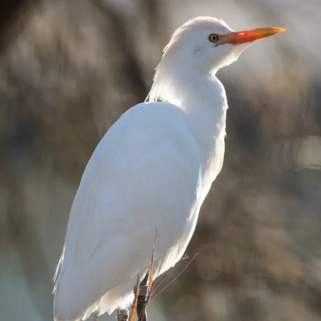 Le Heron Garde Boeuf