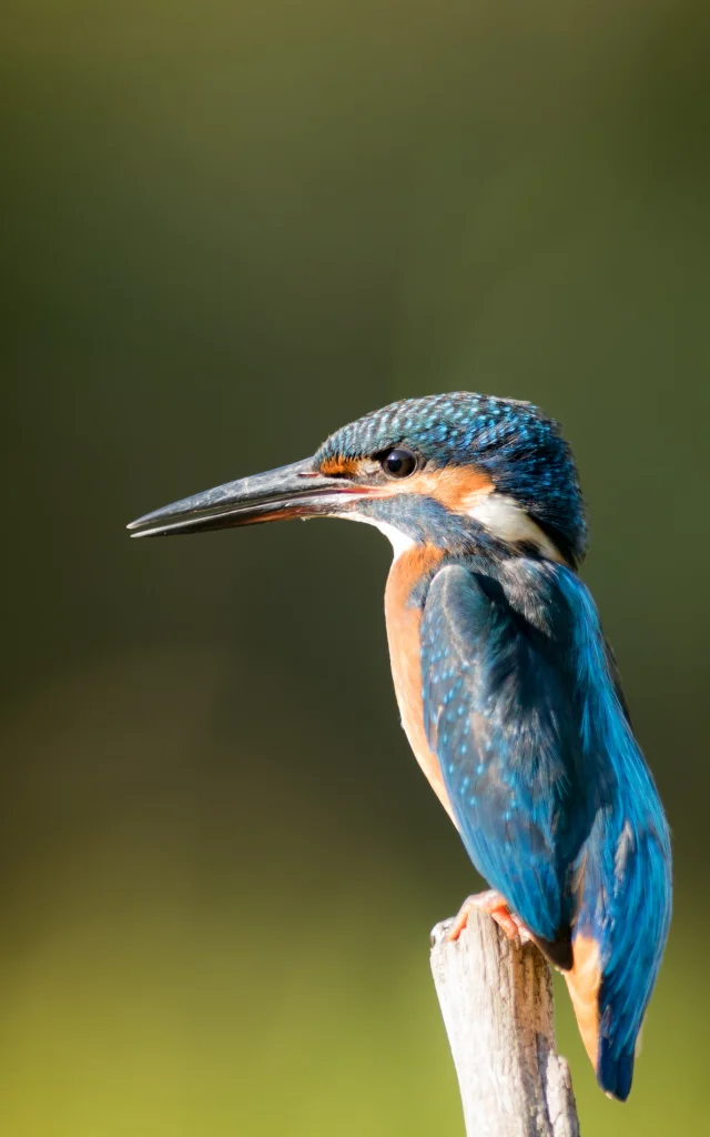 Der Europäische Eisvogel