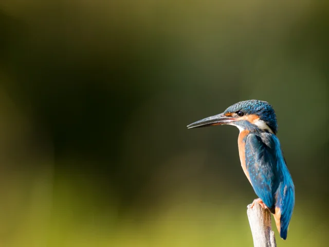 De Europese ijsvogel