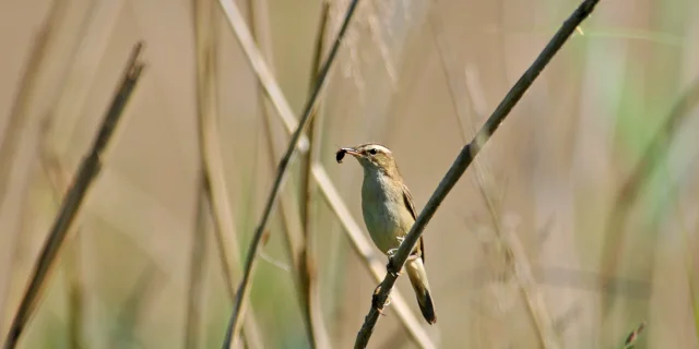 Le Phragmite Des Joncs