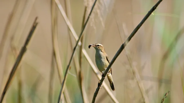 Le Phragmite Des Joncs