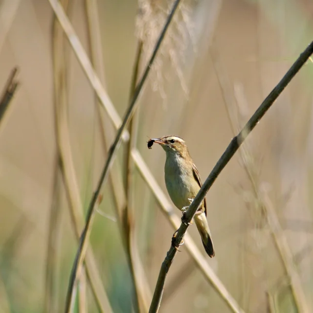 Le Phragmite Des Joncs