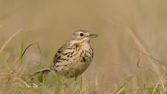 Le Pipit Farlouse