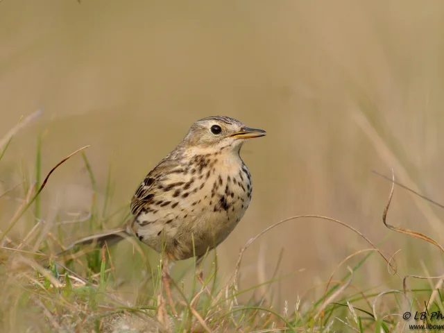 The Pipit Farlouse