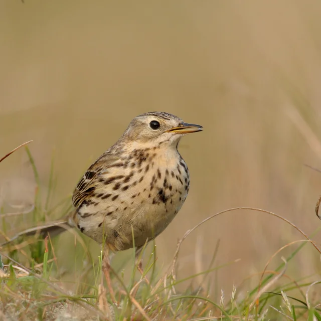 Le Pipit Farlouse