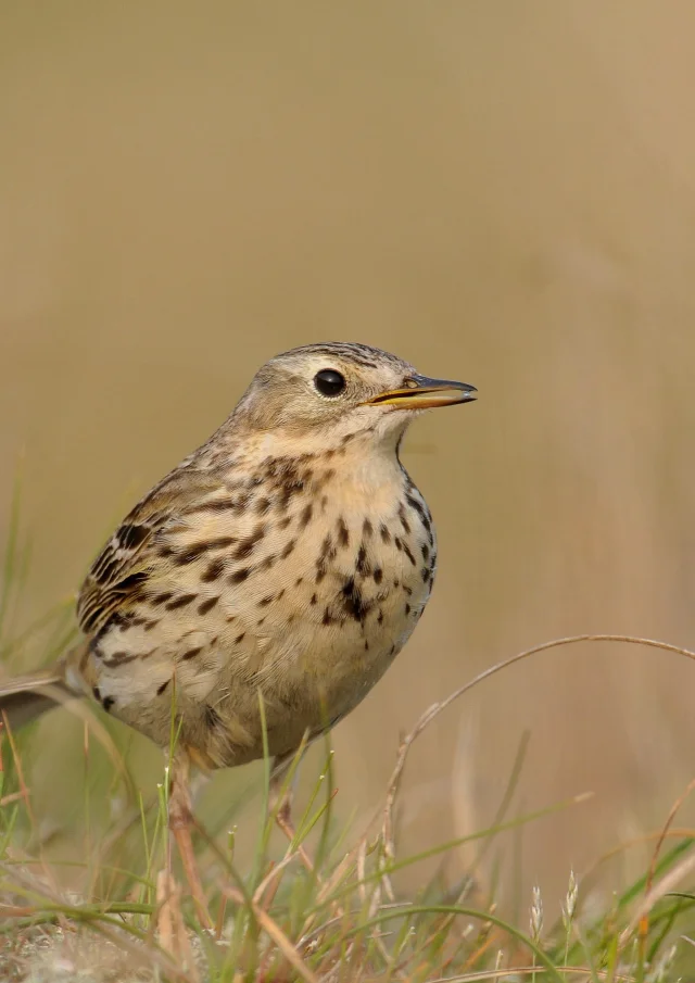 Le Pipit Farlouse