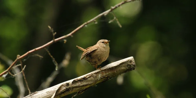 Troglodyte Mignon