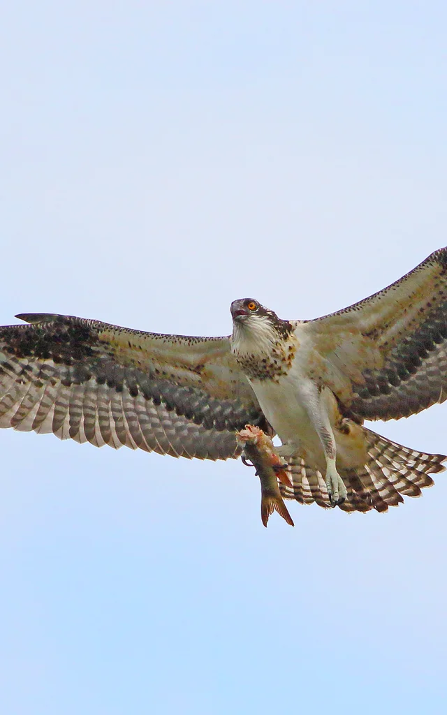 Osprey Richard Boucher